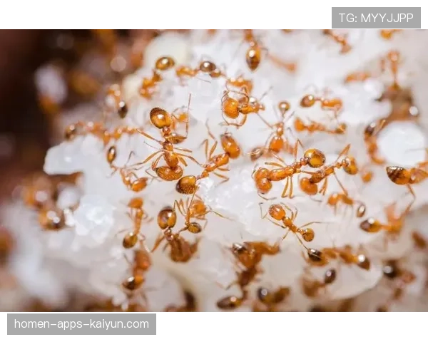 草坪出现致命毒虫，草坪出现致命毒虫怎么办